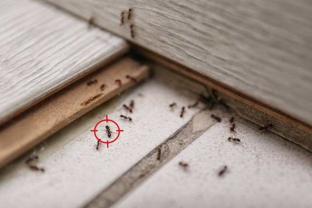 Best Emergency Pest Control  in Huguley, AL