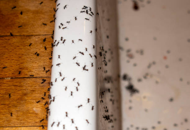 Reliable Huguley, AL Pest Control Solutions