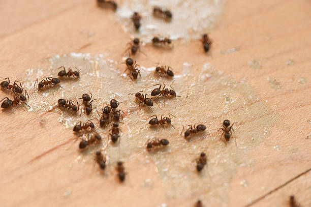 Best Mosquito Control Services  in Huguley, AL